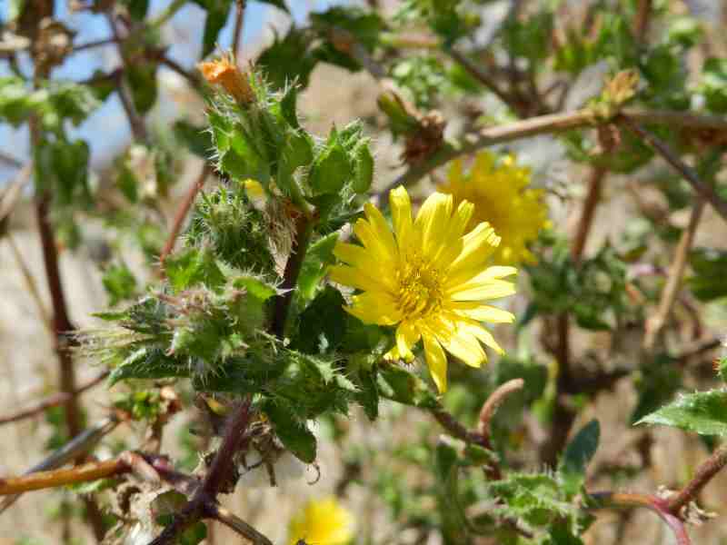 Asteraceae  - Helminthotheca echioides